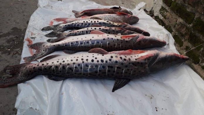 Pescado para Semana Santa. Entre aumentos y faltante por lo que fue la bajante extraordinaria del río Paraná.