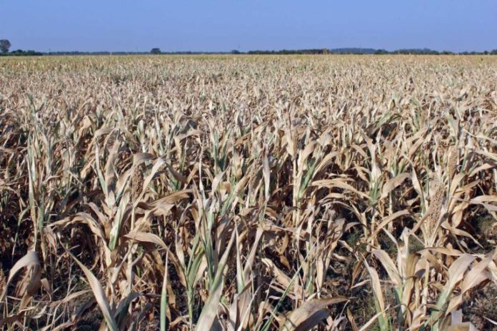 La sequía perjudicó con fuerza al agro.