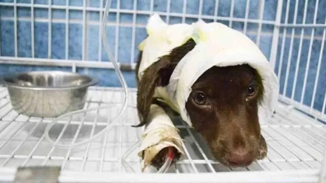 Chocolate, el perro que murió tras un ataque brutal de un vecino. En 2018, otro caso de maltrato animal se viraliza en redes.